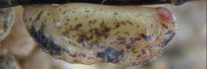 Pupae